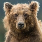 bearr profile picture