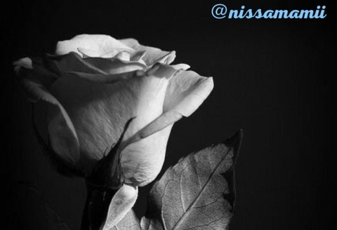 Header of nissamamii