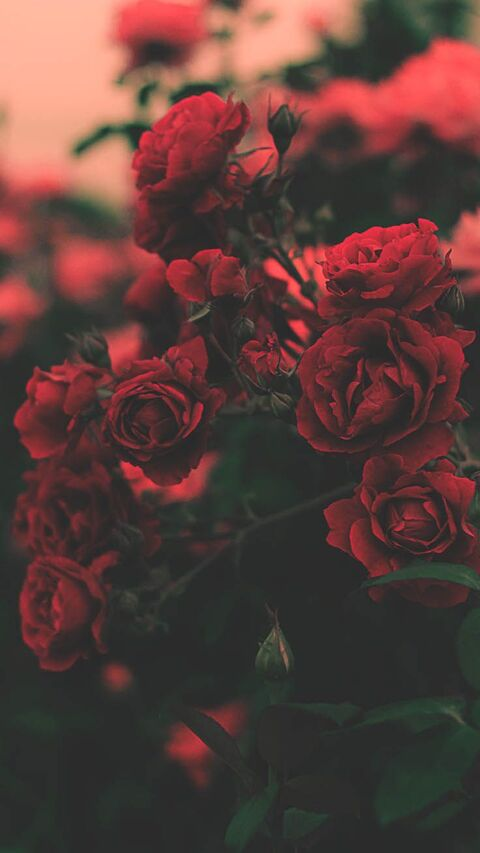 Header of rosegoddess_free